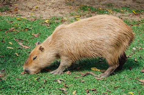 Capybara Walking And Eating Grass 9578914 Stock Photo at Vecteezy