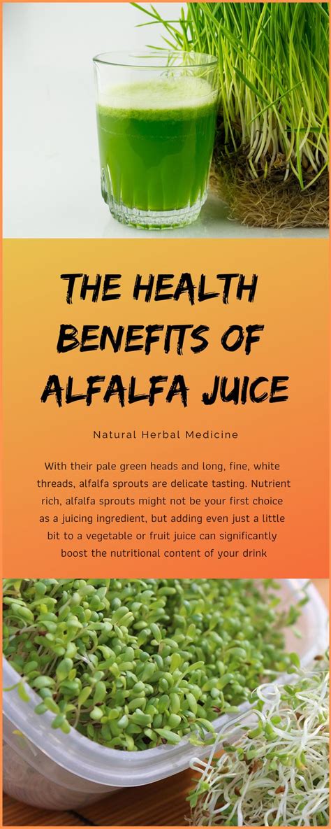 The Health Benefits Of Alfalfa Juice Alfalfa Alfalfa Sprouts