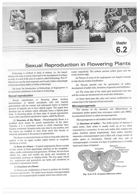 Solution Sexual Reproduction In Flowering Plants Theory With Worksheet