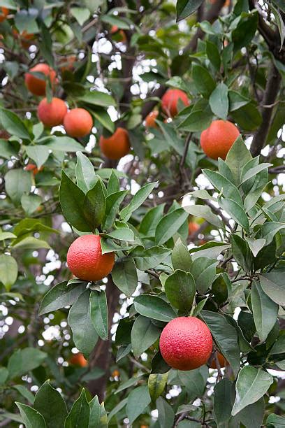 130+ Blood Orange Tree Stock Photos, Pictures & Royalty-Free Images - iStock