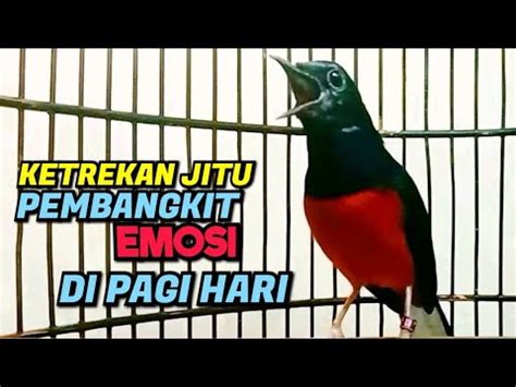 Pembangkit Emosidengar Ketrekan Siulan Murai Batu Pancing Emosi