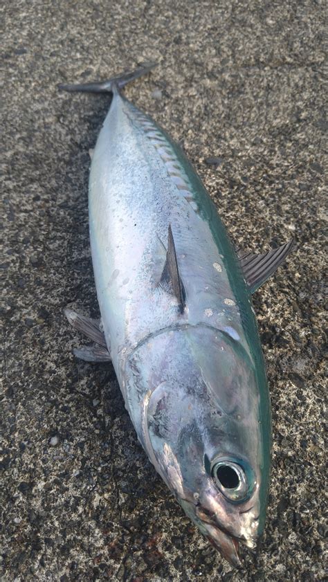 ジョウgmc さんの 2024年07月17日のソウダガツオの釣り・釣果情報静岡県 内浦湾（沼津） アングラーズ 釣果500万件