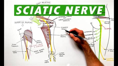 Sciatic Nerve Dermatomes And Myotomes Dermatomes Chart And Map