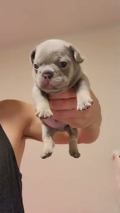 Male French Bulldog ¤ Lilac And Tan ¤ Beautiful Rare Color Frenchie