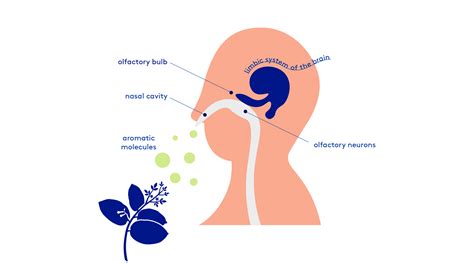 Meet Your Limbic System Love Your Limbic