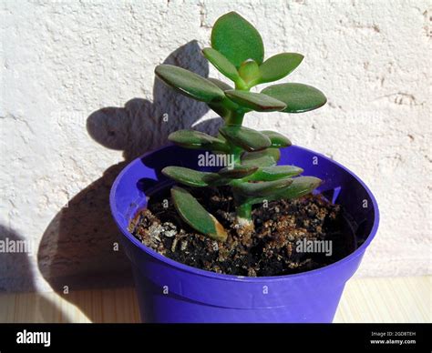 Planta de jade Crassula ovata planta en una maceta Fotografía de