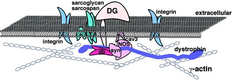 The Dystrophin Glycoprotein Complex Circulation Research