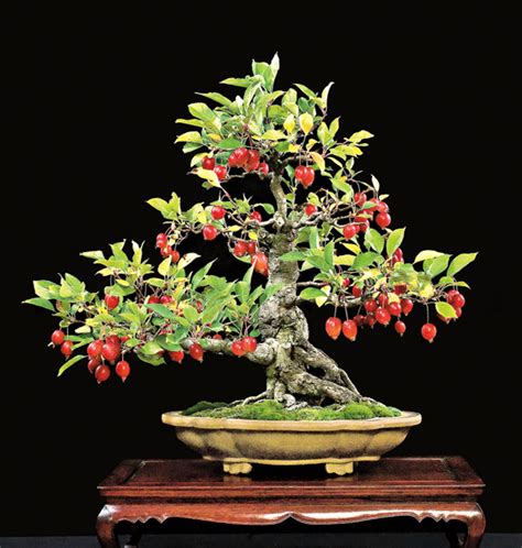 Bonsai Fruit Trees are a Thing and They’re Pretty Adorable (11 Photos ...