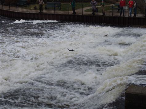 Rogue River at the Rockford Dam - Great Lakes Fly Fishing Company