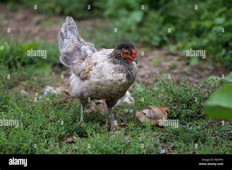 Rearing Hen Hi Res Stock Photography And Images Alamy