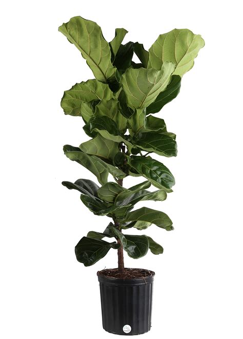 Buy Costa Farms Fiddle Leaf Fig Tree Ficus Lyrata Live Indoor Potted