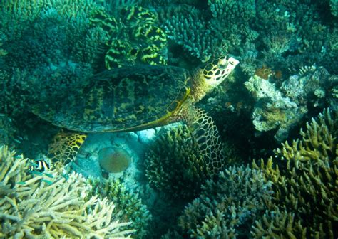 Green Turtle Adaptations Of Australian Animals