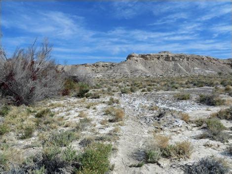 Birding Around Las Vegas Shoshone Aqua Birding Trail