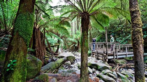 Erskine Falls | Otways Hinterland Waterfalls Attractions & Tours