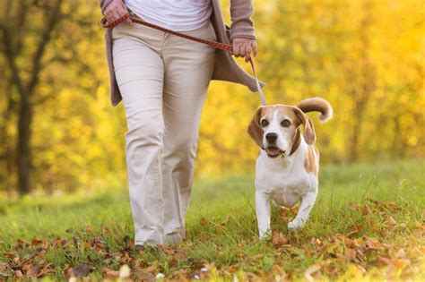 La Mejor Hora Para Pasear A Tu Perro En Verano Mascotas365