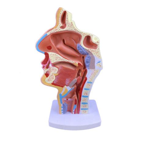 Buy Educational Model Human Anatomical Nasal Cavity Throat Anatomy