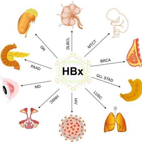 Hbx Promotes The Occurrence And Progression Of Various Diseases