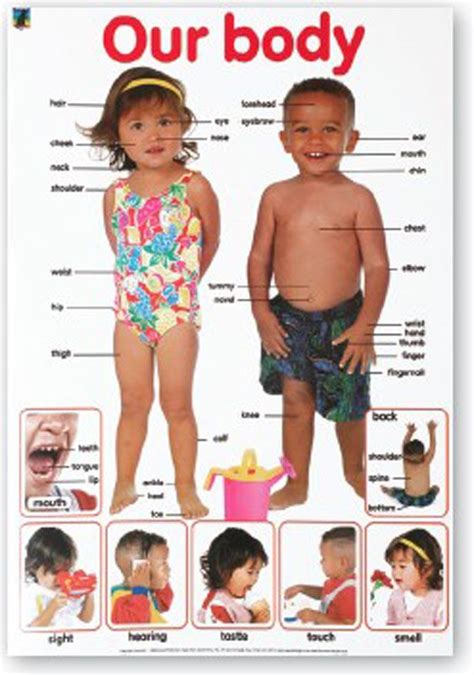 OUR BODY CHART – Clever Toys