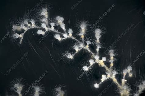 Obelia Hydrozoans Light Micrograph Stock Image C0293487 Science