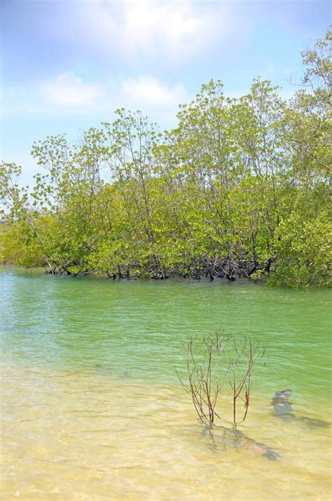 Mangrove Forest at Khlong Song Nam Tha Pom Krabi Province Stock Image - Image of park, thailand ...