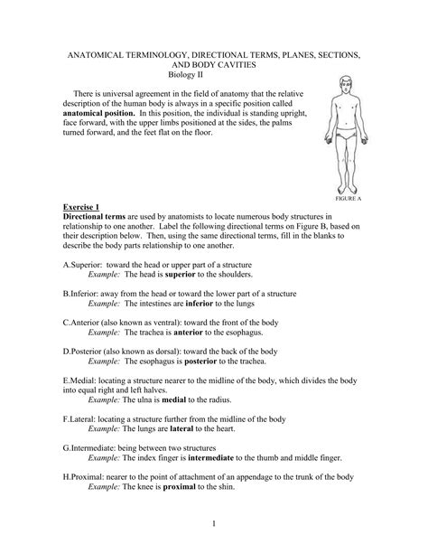 Directional Terms Worksheet Anatomy And Physiology