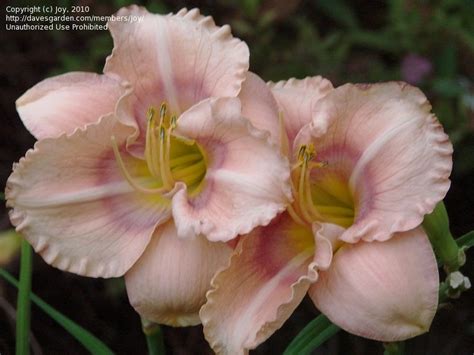 Plantfiles Pictures Daylily Mystical Rainbow Hemerocallis By