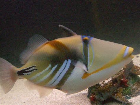 Humu Picasso Triggerfish Rhinecanthus Aculeatus Photos