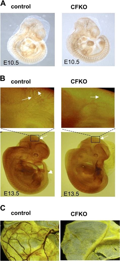 Whole Mount Staining Of Pecam 1 Of The Embryos And Yolk Sacs A E10 5 Download Scientific