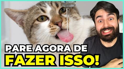 Esse Erro COMUM Pode ENCURTAR A Vida Do Seu Gato YouTube