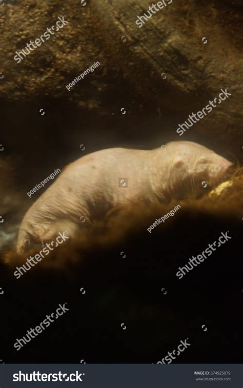 Burrow Naked Mole Rat Heterocephalus Glaber Stock Photo 374925079