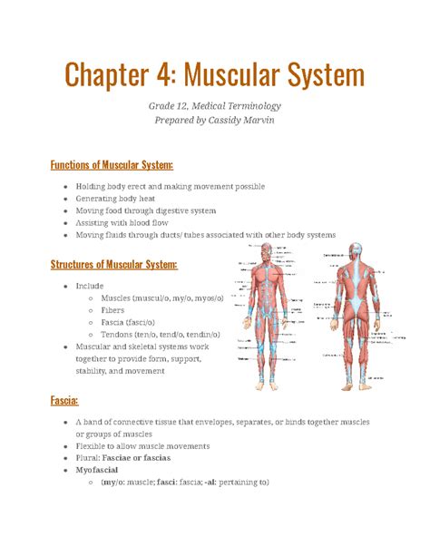 Muscular System Lesson Grade 6