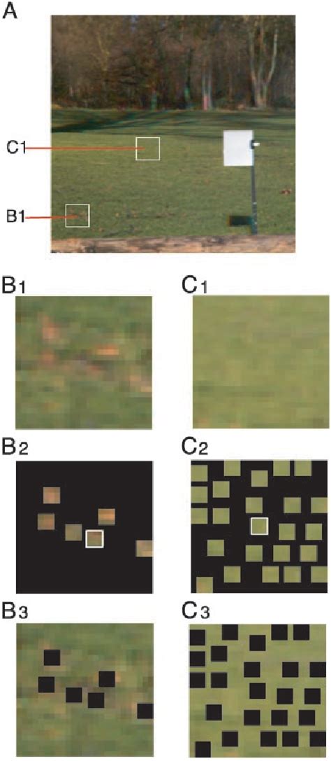 Figure From Natural Scene Statistics As The Universal Basis Of Color