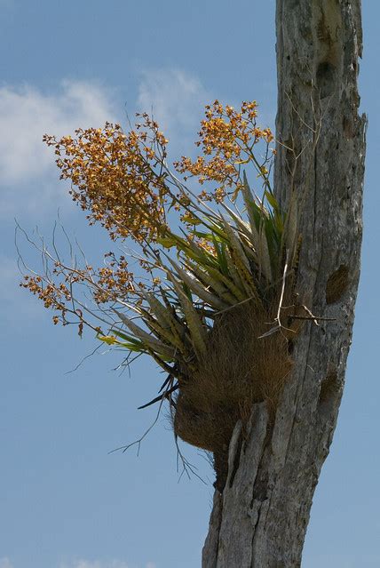 Cigar Orchid Cyrtopodium Punctatum Flickr Photo Sharing