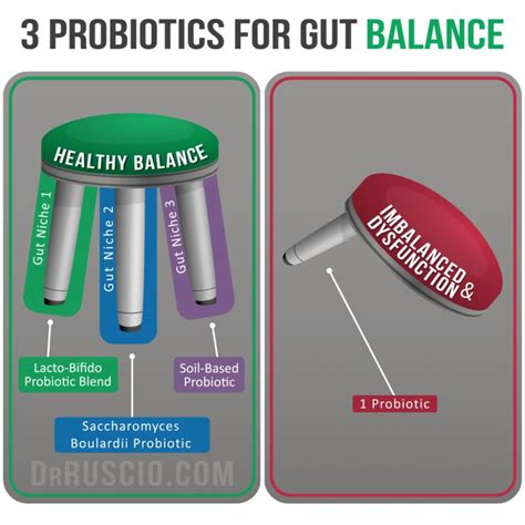 Probiotics Starter Guide Dr Michael Ruscio Dc Probiotics Best Probiotic Healthy Bacteria