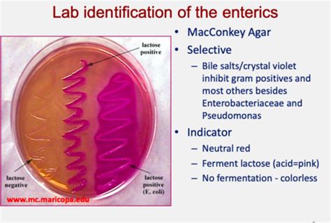 Microbiology Enteric Gram Negative Rods Flashcards Quizlet