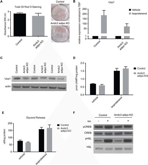 Adrenergic Signaling In Arrdc Null Adipocytes In Vitro A