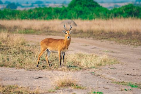 Days Queen Elizabeth Wildlife And Chimpanzee Safari In Uganda Diddy