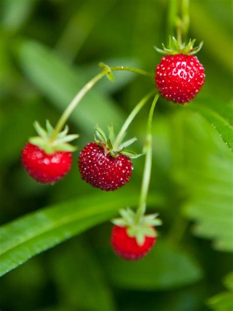 Fraises De Bois Strawberry Info Tips For Growing Fraises De Bois