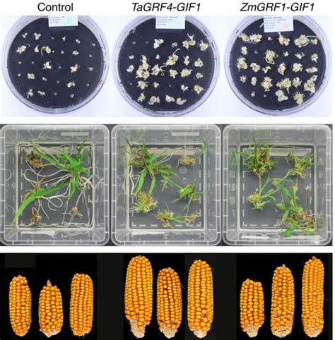 Use Of GRF Chimeras And A Ternary Vector System To Improve Maize