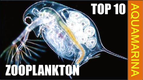 Top 10 types of zooplankton - zooplankton varieties - YouTube | Weird ...
