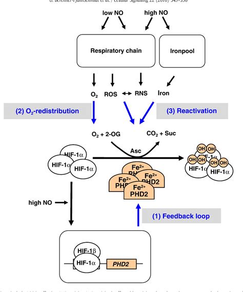 Figure 4 From Oxygen Sensing Under The Influence Of Nitric Oxide