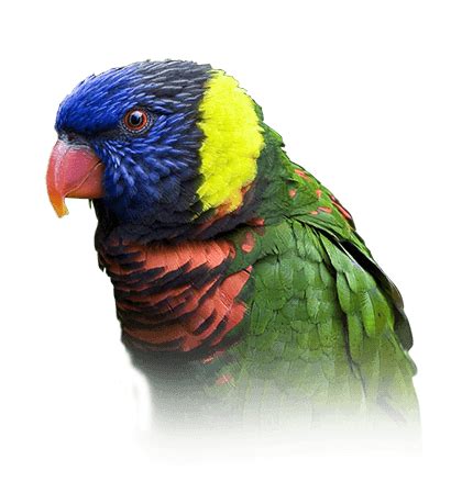 Lory Personality, Food & Care – Pet Birds by Lafeber Co.