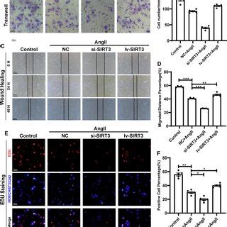 Sirtuin 3 SIRT3 Regulated Migration And Proliferation Of LECs A