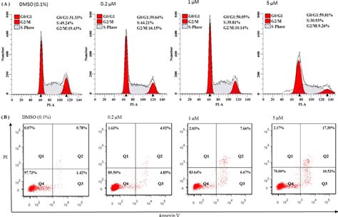 A Effects Of 5q On Cell Cycle Distribution In Rko Cells Dmso 01