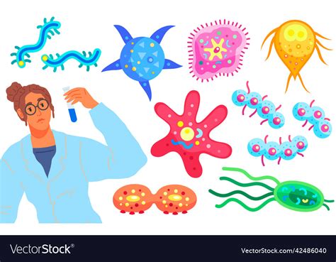 Biological Research With Protozoan Unicellular Vector Image