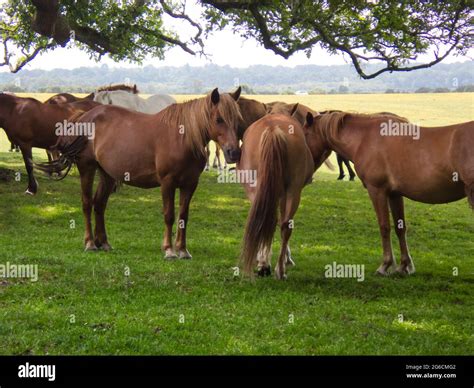 Wild Horses And Ponies In The New Forest National Park Hampshire Uk