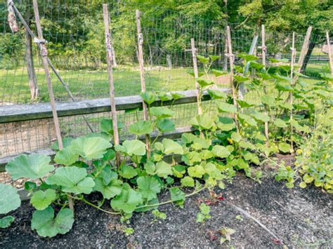 How To Grow Kabocha Squash The Woks Of Life