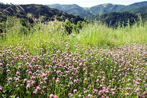 Kinds Of Pink Wildflowers In California W Pics Nature Blog Network