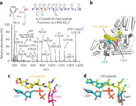 Lcms Ms And X Ray Crystallography Demonstrate Gep Derived