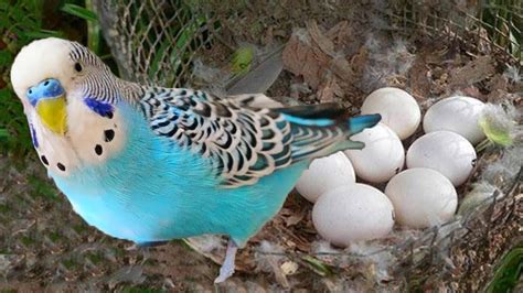 Some Baby Budgerigars New Born Baby Budgie Baby Budgie Hatching Baby